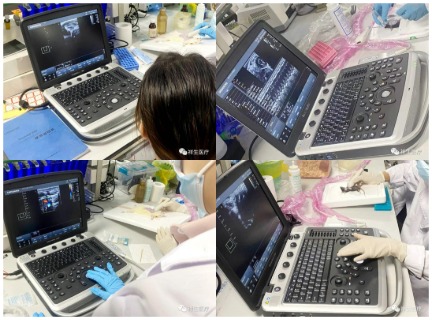 科研兽超SonoVet E90，探索连接的生命